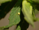 Perizoma albulata (Freilandfund an Blattoberseite auf Rhinanthus alectorolophus)