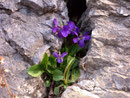 Viola odorata (Wohlriechendes Veilchen) / Violaceae