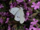 Pieris rapae  (Kleiner Kohlweissling, Männchen) / PIERIDAE/Pierinae (Weisslinge)