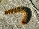 Lasiocampa quercus (Eichenspinner, erwachsene Raupe) / CH GR Calancatal Selma Landarenca 1100 m, 28. 06. 2011