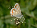 Polyommates thersites (Esparsetten-Bläuling) / CH UR Brunnital, Brunni 1406 m, 15. 07. 2013