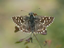 Pyrgus malvoides (Kleiner südlicher Würfelfalter) / HESPERIIDAE (Dickkopffalter)