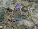 Plebejus argus (Geissklee-Bläuling, Männchen) / CH VS Turtmanntal 2050 m, 14. 07. 2010