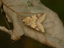 Xanthia icteritia (Bleich-Gelbeule) / NOCTUIDAE (Eulen)