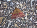 Phytometra viridaria (Kreuzblumen-Bunteulchen) / NOCTUIDAE (Eulen)