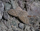 Scopula immorata (Marmorierter Kleinspanner) / GEOMETRIDAE/Sterrhinae (Spanner)