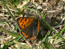 Lycaena phlaeas (Kleiner Feuerfalter) / CH VS Ried-Mörel 1150 m, 26. 04. 2011