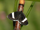 Baptria tibiale (Schwarzer Christophskrautspanner) / CH BE Hasliberg, 27. 06. 2014 