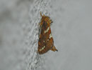 Phymatopus hecta (Heidekraut-Wurzelbohrer) / HEPIALIDAE (Wurzelbohrer)