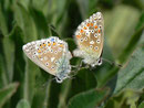Polyommatus bellargus (Himmelblauer Bläuling, Paarung) / CH BE Hasliberg 1050 m, 25. 05. 2014
