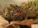 Colostygia laetaria