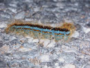 Malacosoma alpicola (Wolfsmilch-Ringelspinner) / CH VS oberhalb Mund 2057 m, 23. 05. 2008