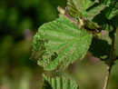 Agriopis aurantiaria: Frassspur 