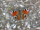 Aglais io (Tagpfauenauge) / CH VD Noville, Les Grangettes 373 m, 24. 04. 2016