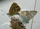 Polyommatus coridon