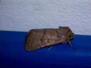 Hoplodrina blanda / NOCTUIDAE (Eulen)