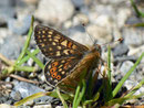 Euphydryas aurinia (Skabiosen-Scheckenfalter) / CH VS Nufenenpass Lengtal 2100 m, 07. 07. 2010