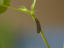 Argynnis paphia (Kaisermantel) / CH BE Hasliberg 1050 m (Zucht e.o. 2024)