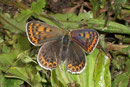 Lycaena tityrus (Brauner Feuerfalter, Weibchen) / CH BE Hasliberg, 15 08. 2006