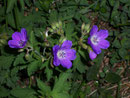 Geranium sylvaticum (Wald-Storchschnabel) / Geraniaceae