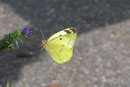 Colias hyale (Goldene Acht) / PIERIDAE/Coliadinae (Weisslinge, Gelblinge)