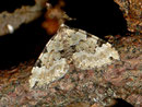 Colostygia pectinataria  / GEOMETRIDAE/Larentiinae (Spanner)