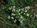 Galium album (Gemeines Labkraut) / Rubiaceae