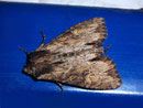 Apamea crenata (Grosse Veränderliche Grasbüscheleule / NOCTUIDAE (Eulen)