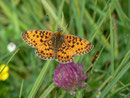 Boloria selene (Braunfleckiger Perlmuttfalter) / CH OW Glaubenberg 1440 m, 11. 07. 2012