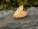 Miltochrista miniata (Rosaroter Flechtenbär) / CH BE Hasliberg 1060 m, 23. 08. 2021