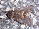 Notodonta dromedarius (Dromedar-Zahnspinner) / NOTODONTIDAE (Zahnspinner)