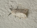 Spilosoma lubricipeda (Weisse Tigermotte, Männchen) / CH BE Hasliberg 1050 m, 01. 06. 2016