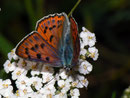 Lycaena alciphron gordius (Violetter Feuerfalter, Männchen) / CH VS Geschinen 1380 m, 16. 07. 2010