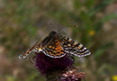 Melitaea didyma (Roter Scheckenfalter, Weibchen) / Italien Aostatal Valpelline Alp Chamen, 10. 08. 2005