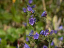 Echium vulgare (Natternkopf) / Boraginaceae