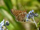Euphydryas aurinia (Skabiosen-Scheckenfalter, Weibchen) / CH VD La Comballaz Grand Joux 1545 m, 04. 06. 2015