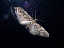 Eupithecia lanceata (Fichten-Blütenspanner) / GEOMETRIDAE/Larentiinae (Spanner)