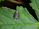 Bijougis bombycella