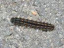 Eilema complana (Gewöhnlicher Flechtenbar) / CH BE Hasliberg 1300 m, 31. 05. 2011