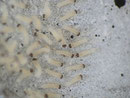 Nudaria mundana (Blankflügel-Flechtenbärchen, frisch geschlüpfte Räupchen) CH BE Hasliberg 1050 m, 25. 07. 2014