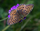 Argynnis aglaja (Grosser Perlmuttfalter, Weibchen) / NYMPHALIDAE/Heliconiinae (Edelfalter)