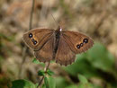 Satyrus ferula (Weibchen) CH VS Visp, Helbriggachra 1200 m, 23. 08. 2019