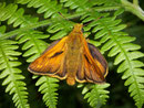 Ochlodes sylvanus (Rostfarbiger Dickkopffalter, Männchen) / HESPERIIDAE (Dickkopffalter)