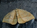 Watsonalla cultraria (Buchen-Sichelflügler) / DREPANIDAE (Sichelflügler)