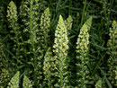 Reseda lutea (Gelber Wau) / Resedaceae