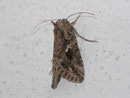 Trichoplusia ni (Aschgraue Höckereule) / NOCTUIDAE (Eulen)
