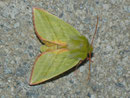 Nolidae (Graueulchen)