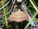 Rhodostrophia pudorata / GEOMETRIDAE/Sterrhinae (Spanner)