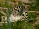 Parnassius apollo (Apollofalter) / CH BE Hasliberg 1170 m, 24. 05. 2017