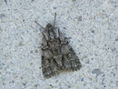 Acronicta auricoma (Goldhaar-Rindeneule) / NOCTUIDAE/Acronictinae (Eulen)